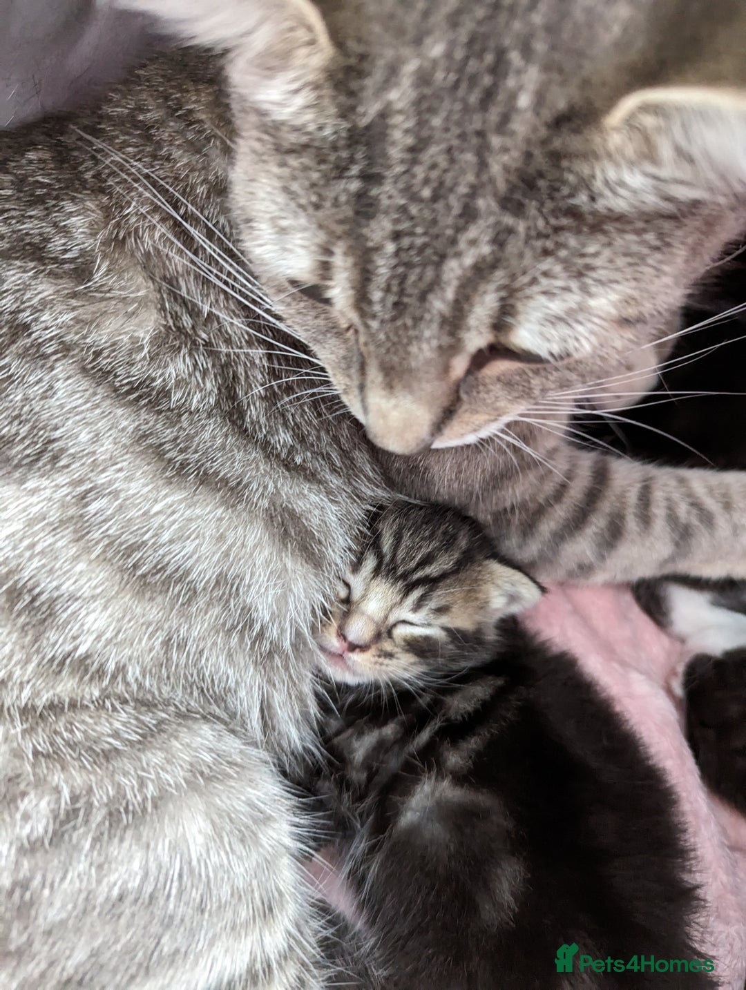 Mixed Breed cats for sale: Beautiful kittens for sale. - Image 4