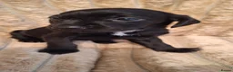 Mixed Breed dogs for sale: Cocker-Terripoo pups (cockerpoo) - Advert 25