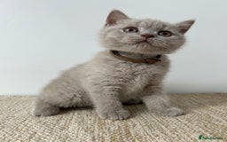 British Shorthair cats for sale: Charming GCCF British Shorthair Kittens 🐈‍⬛  - Image 12