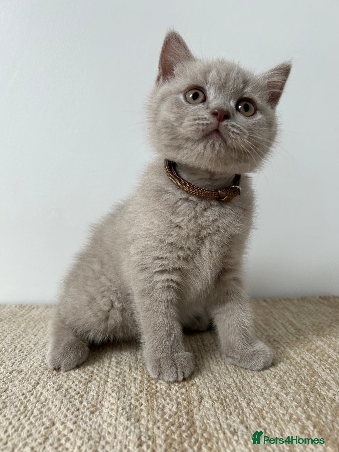 British Shorthair cats for sale: Charming GCCF British Shorthair Kittens 🐈‍⬛  - Image 12