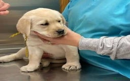 Labrador Retriever dogs for sale: !!Chunky Labrador Puppies - Image 4