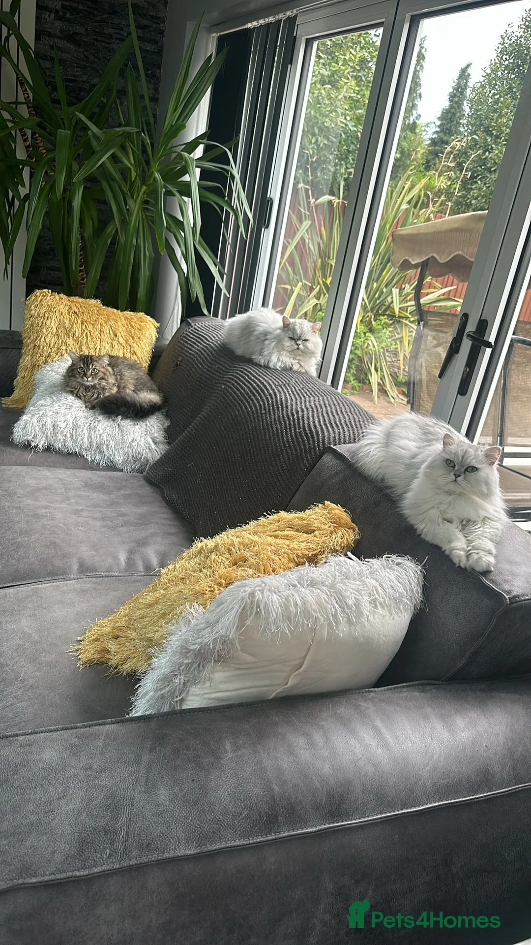 Persian cats for stud: Handsome grey tipped cat FOR STUD ONLY in Birmingham - Advert 4