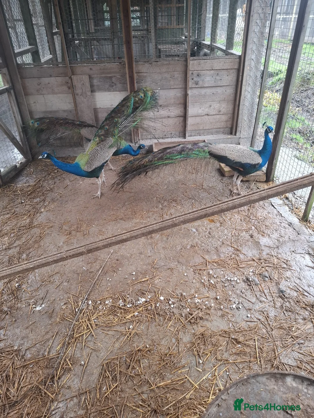 Peafowl poultry for sale: Male Peacocks - Hatched 2024 & 2025 - Advert 5