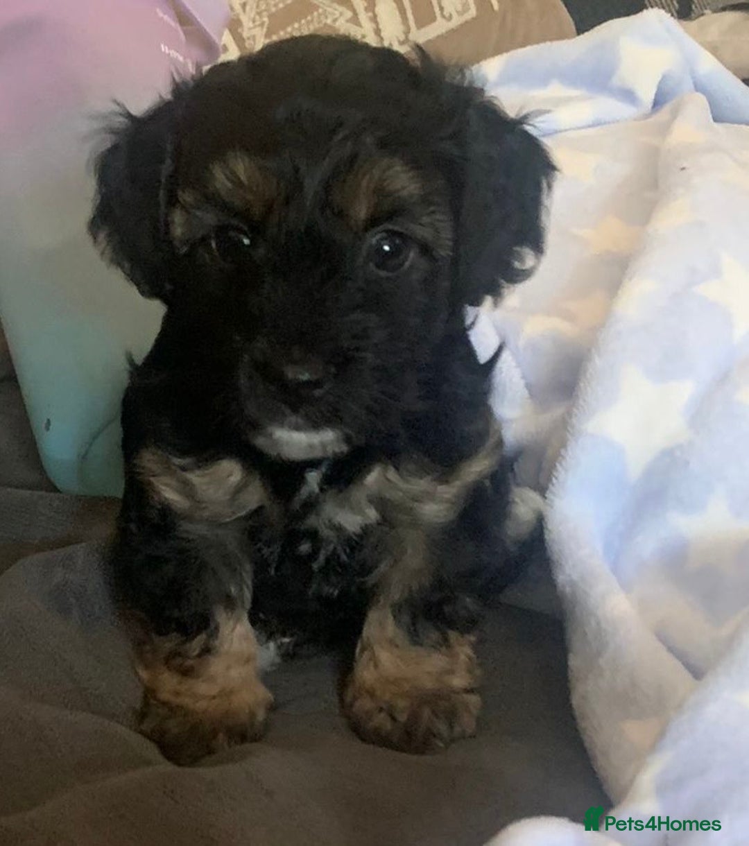 Yorkiepoo dogs for sale: Beautiful yorkipoo puppies - Image 4