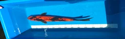 Koi Carp fish for sale: Platinum Ogon Chagoi Hi Utsuri - Advert 3