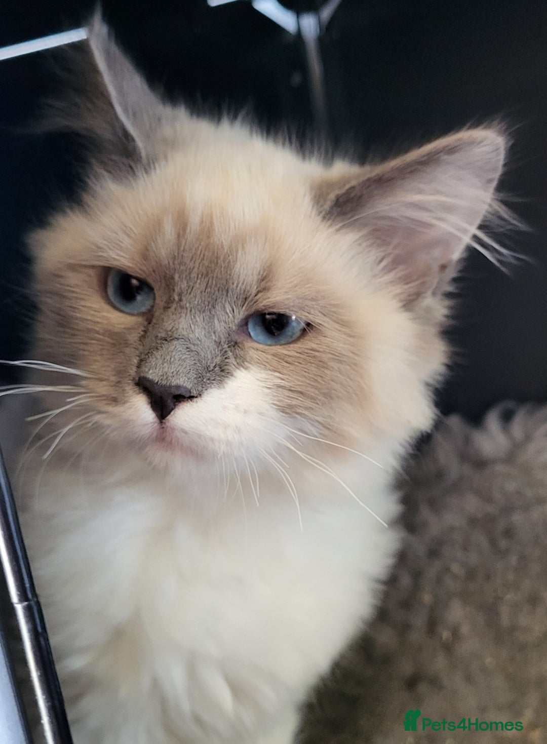 Siberian cats for sale: BEAUTIFUL REGISTERED SIBERIAN KITTENS  - Image 7