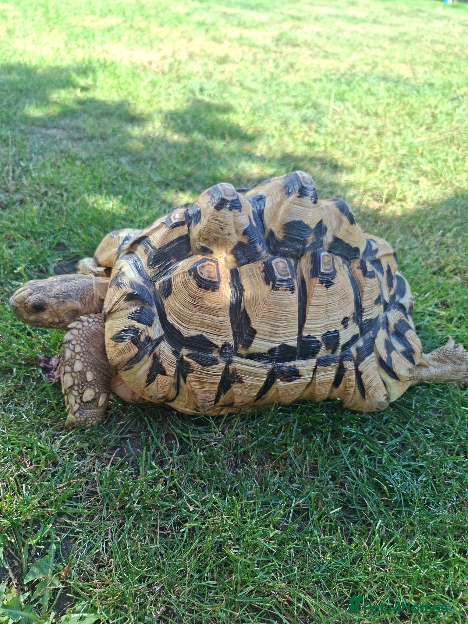 Tortoise reptiles Leopard tortoise  - Advert 1