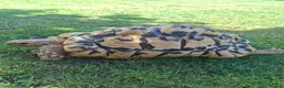 Tortoise reptiles for sale: Leopard tortoise  in Colwyn Bay - Advert 1