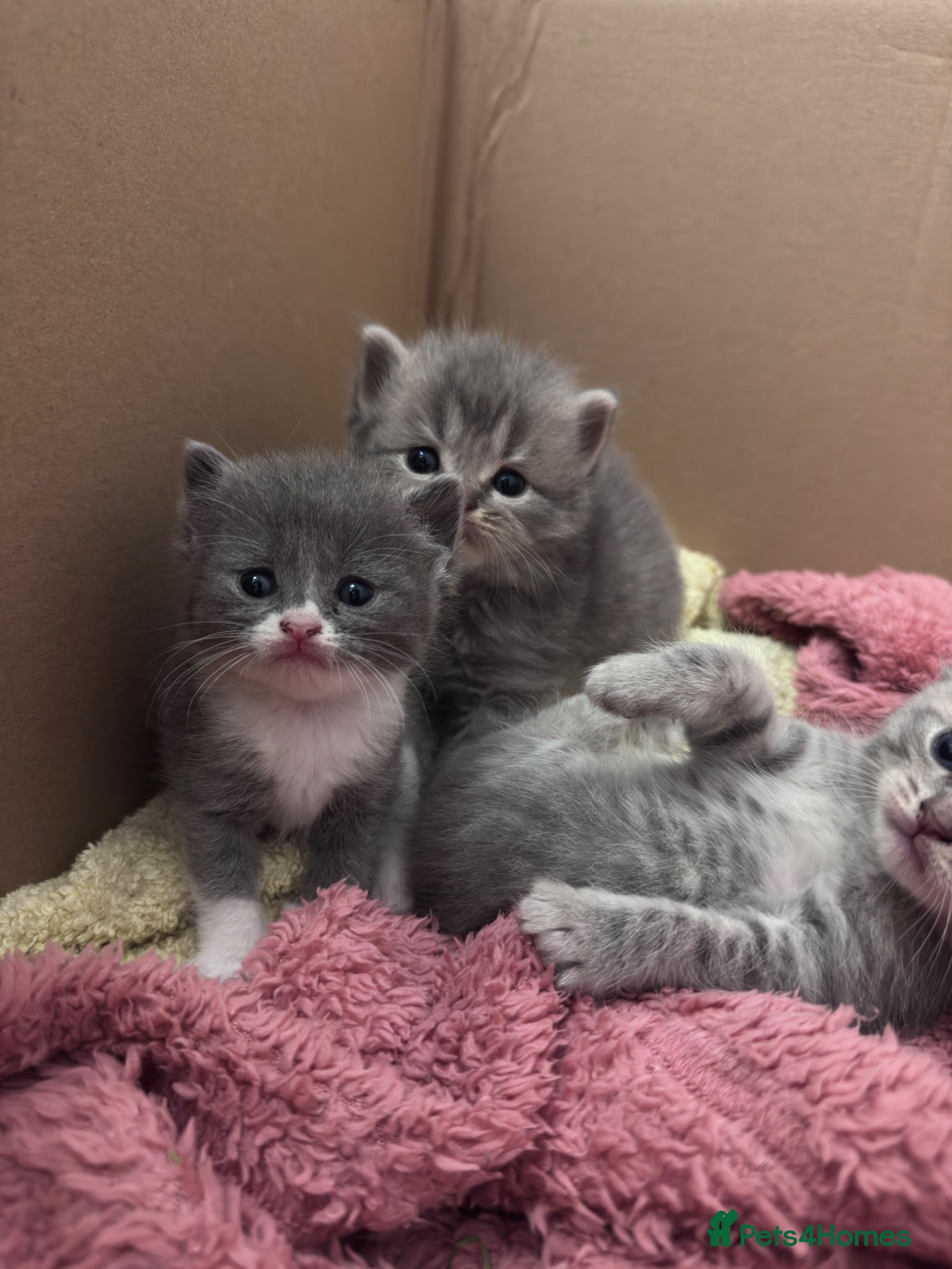 British Shorthair cats 🐾 Stunning British Shorthair × Persian Kittens 🐾 - Advert 1