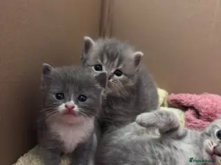 British Shorthair cats 🐾 Stunning British Shorthair × Persian Kittens 🐾 - Advert 1