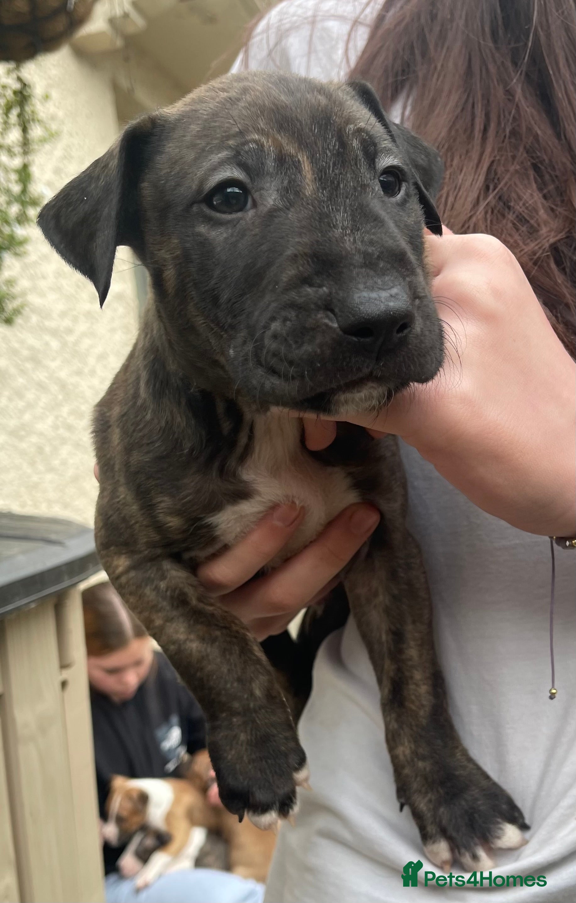 English Bull Terrier dogs English bull terrier pups - Advert 10