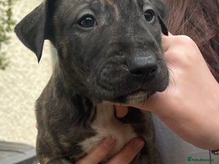 English Bull Terrier dogs English bull terrier pups - Advert 10