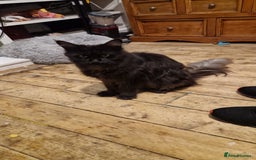 Maine Coon cats for sale: Female 7 week maincoon  - Image 4