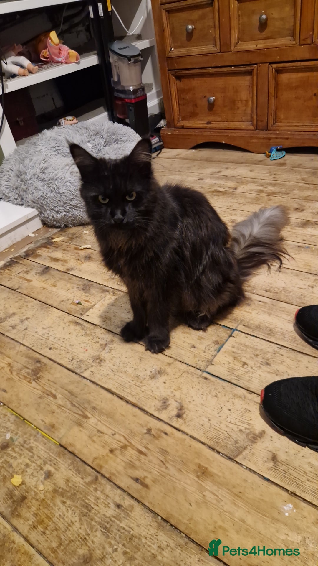 Maine Coon cats for sale: Female 7 week maincoon  - Image 4