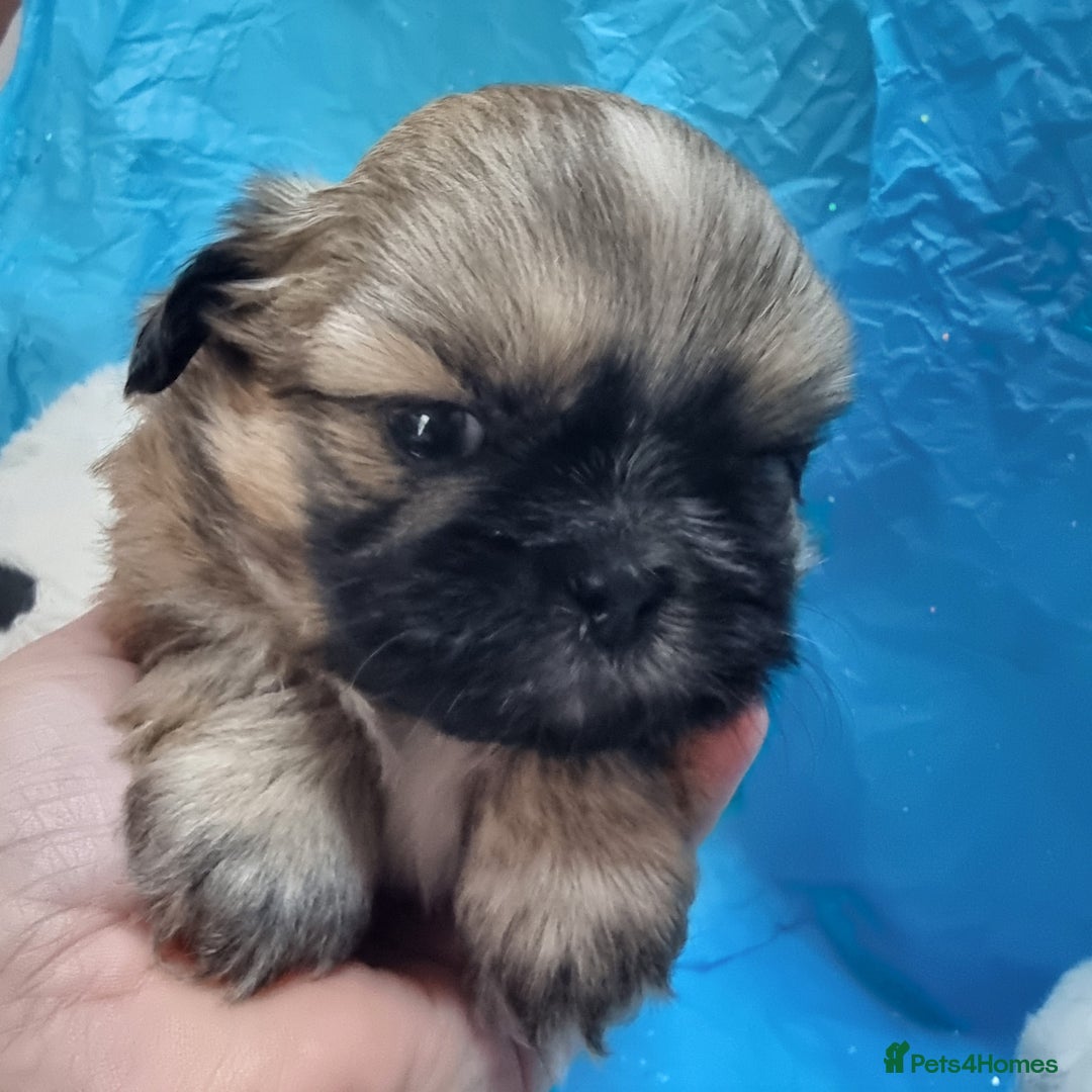 Shih Tzu dogs for sale: Kc reg stunning very tiny babies boys/girls - Image 11