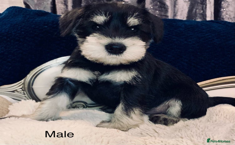 Miniature Schnauzer dogs - Advert 14