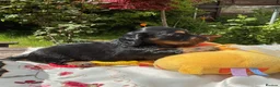 Miniature Dachshund dogs for sale: GORGEOUS KC reg PRA CLEAR MINI DACHSHUND PUPPIES in Swansea - Advert 11