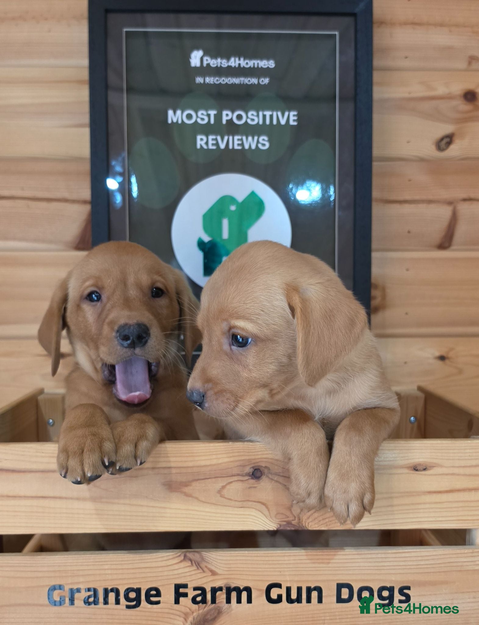Labrador Retriever dogs 2 FOX RED KC BOY LABS WITH HEALTH TESTED PARENTS - Advert 2