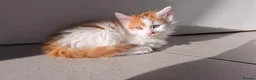 Mixed Breed cats for sale: Beautiful 9 Week Old Mixed Breed Kittens Ready Now - Advert 38