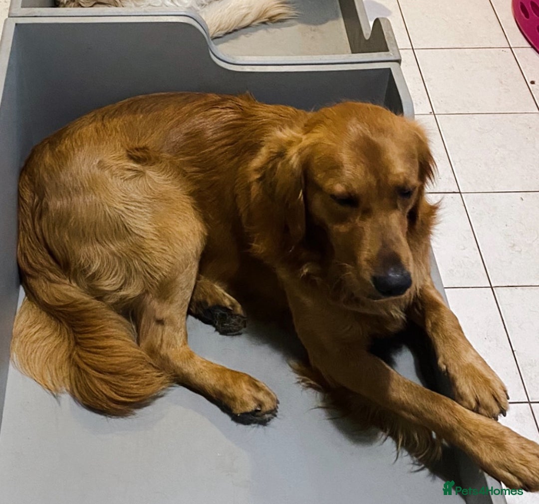 Golden Retriever dogs for sale: Rare & wonderful petite golden retrievers - Image 7