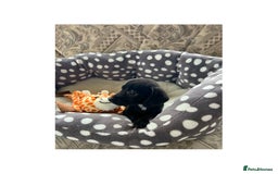 Cocker Spaniel dogs for sale: Beautiful Cocker Spaniel Puppies ❤️ - Image 10