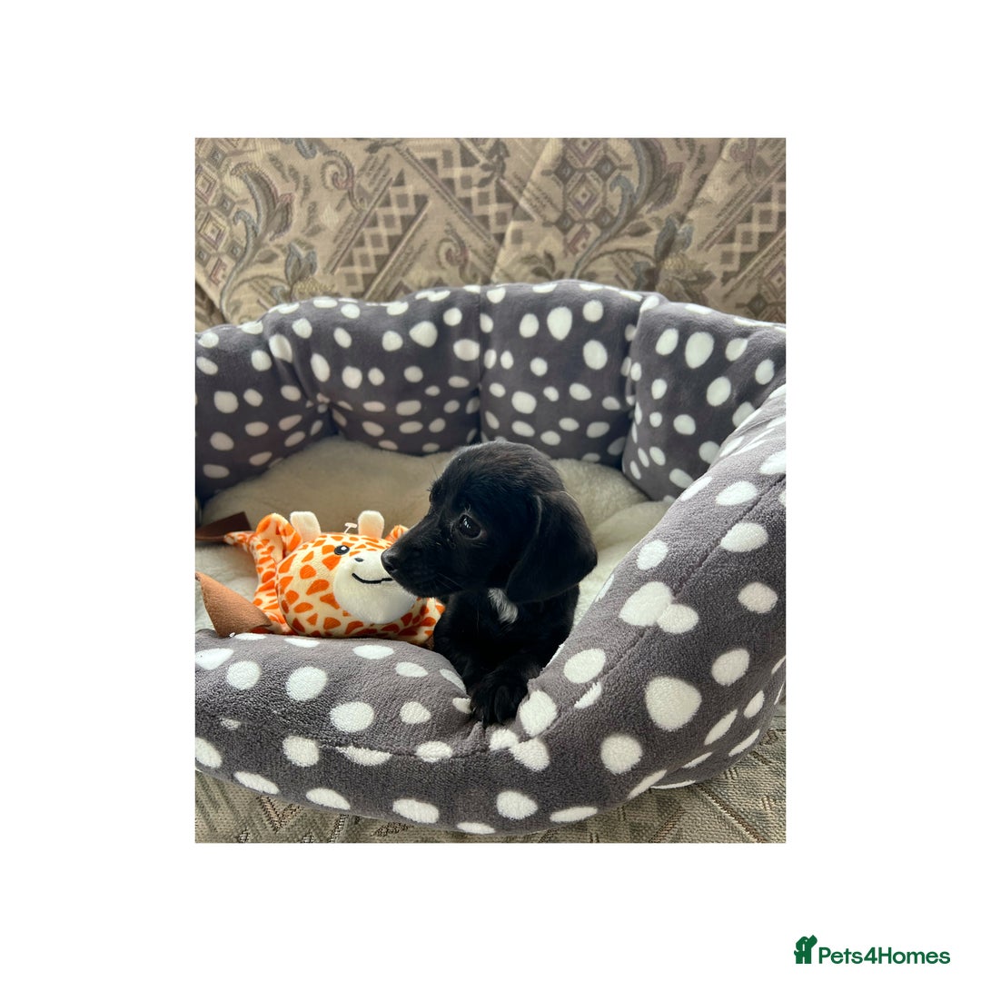 Cocker Spaniel dogs for sale: Beautiful Cocker Spaniel Puppies ❤️ - Image 10