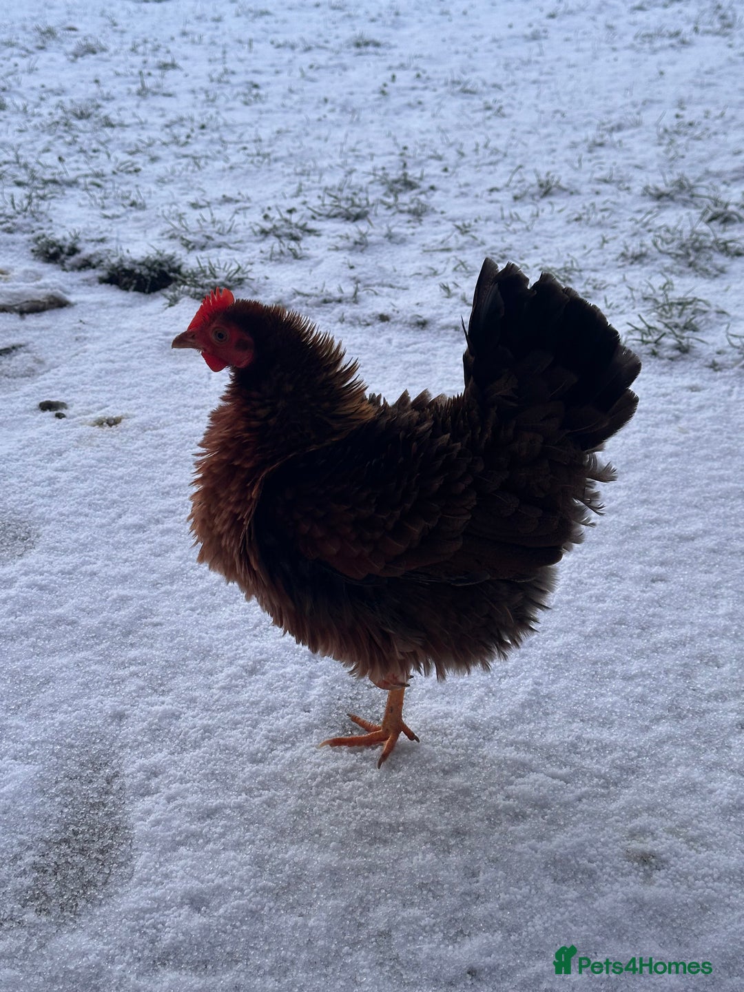 Chickens poultry for sale: Two Hens for Rehoming – Very Friendly - Advert 16