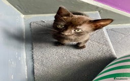 Mixed Breed cats for sale: Bombay x Tabby little girls - Image 11