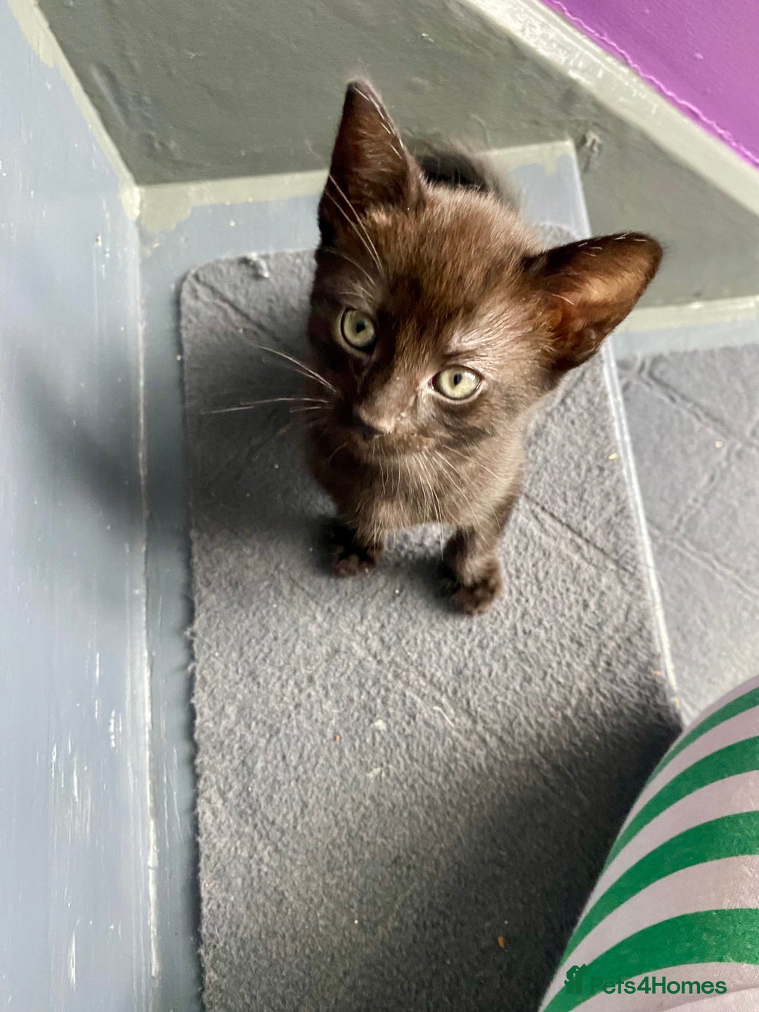 Mixed Breed cats for sale: Bombay x Tabby little girls - Image 11