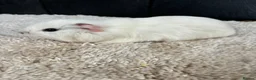 Guinea Pig rodents for sale: Stunning baby guinea pigs  - Advert 6
