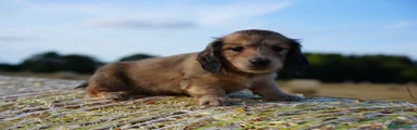 Miniature Dachshund 2