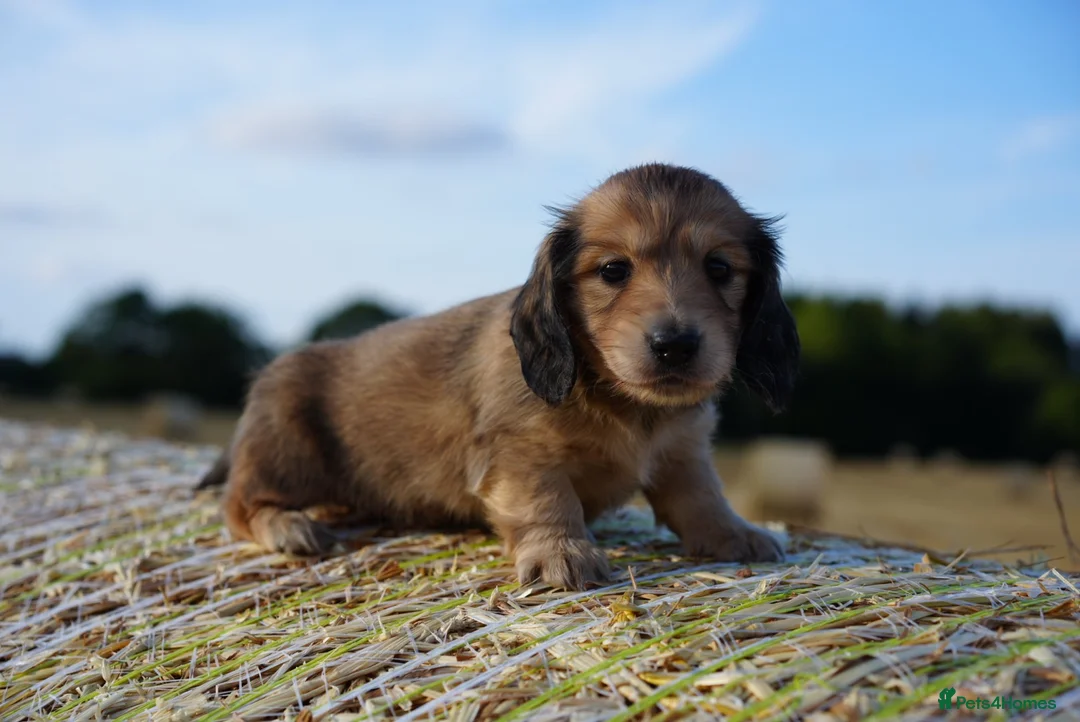 Miniature Dachshund dogs for sale: From IVDD Screened parents shadedcream mini longs  - Advert 12