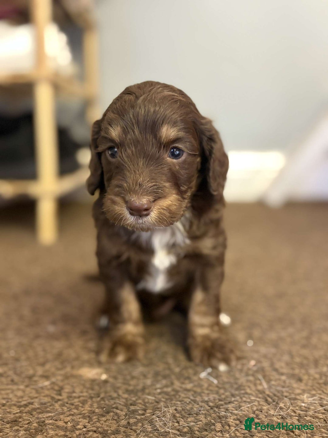 Cockapoo dogs for sale: Stunning F1 Cocapoos - Image 10