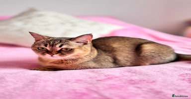 Scottish Fold cats - Advert 8