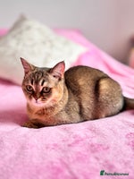 Scottish Fold cats - Advert 8