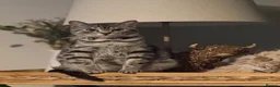 Bengal cats for sale: 5 Baby Bengal kittens  in Rhyl - Advert 1