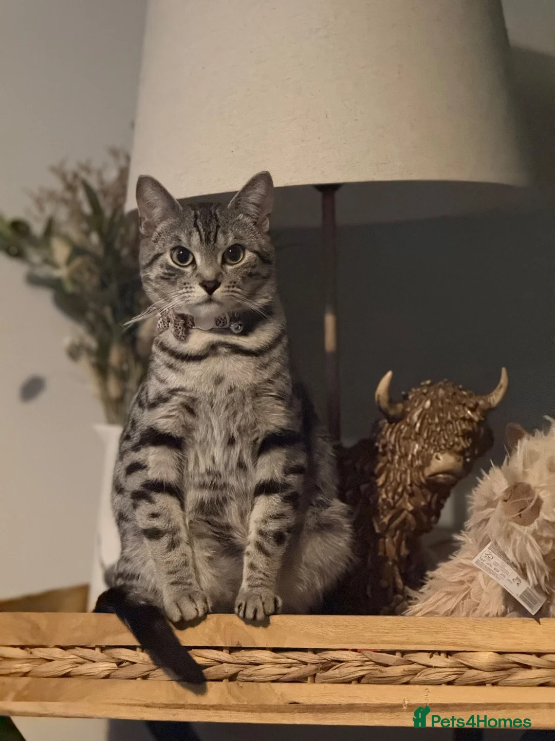 Bengal cats for sale: 5 Baby Bengal kittens  in Rhyl - Advert 1