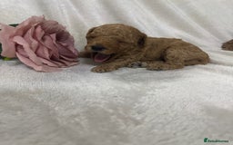 Toy Poodle dogs for sale: Stunning toy poodles  - Image 19