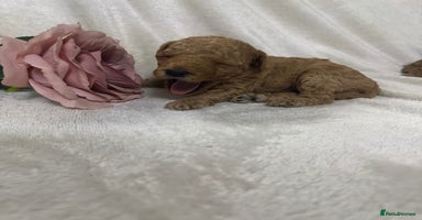 Toy Poodle dogs - Advert 2