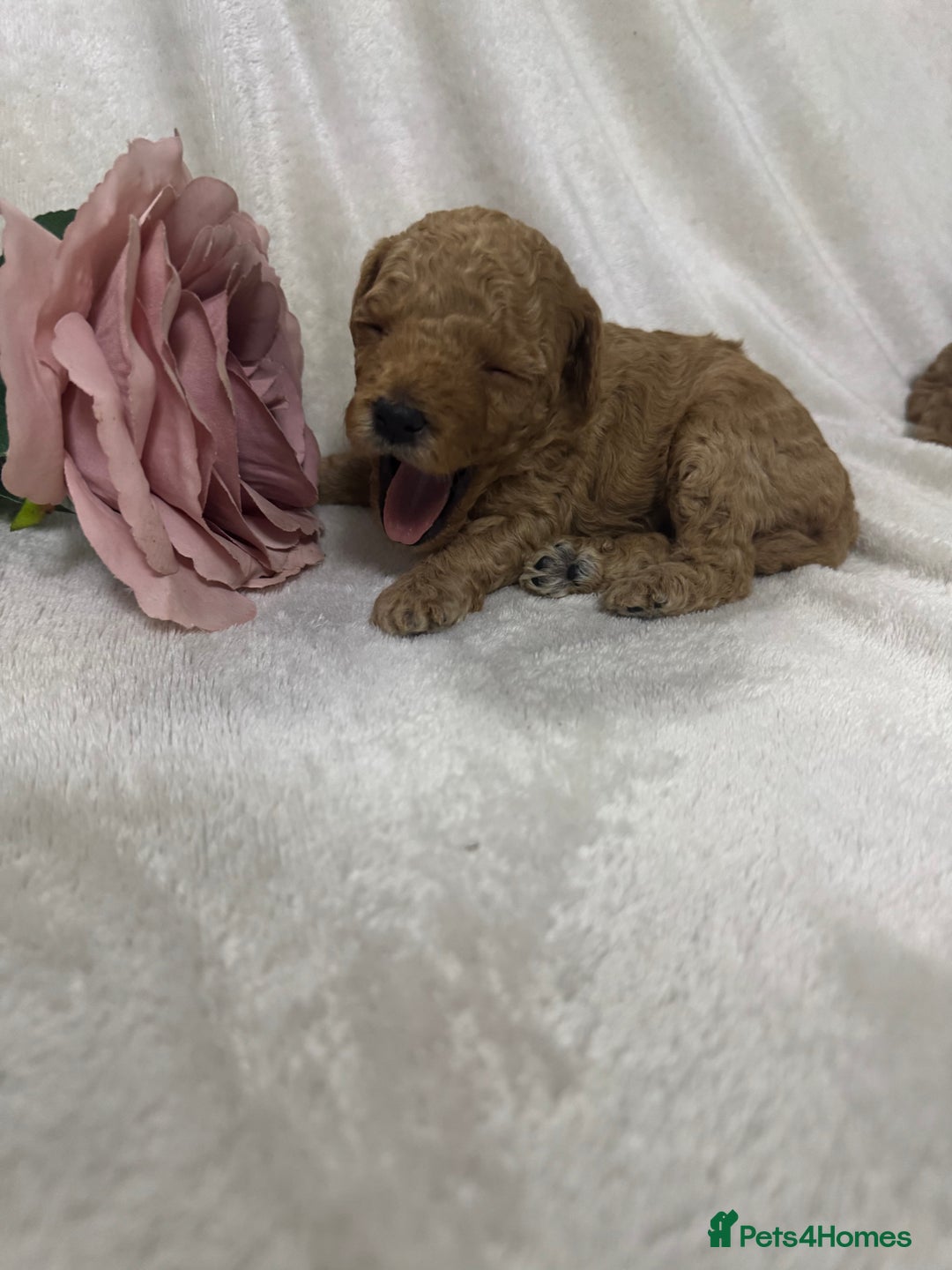 Toy Poodle dogs for sale: Stunning toy poodles  - Image 19
