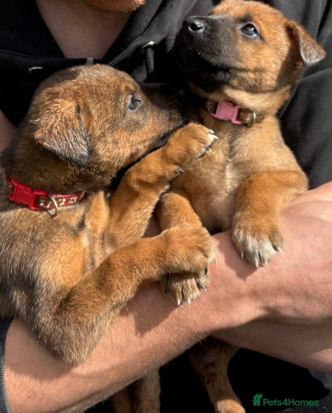 Mixed Breed dogs for sale: Japanese Bear-headed Akita X Dobermann hybrids  - Image 7