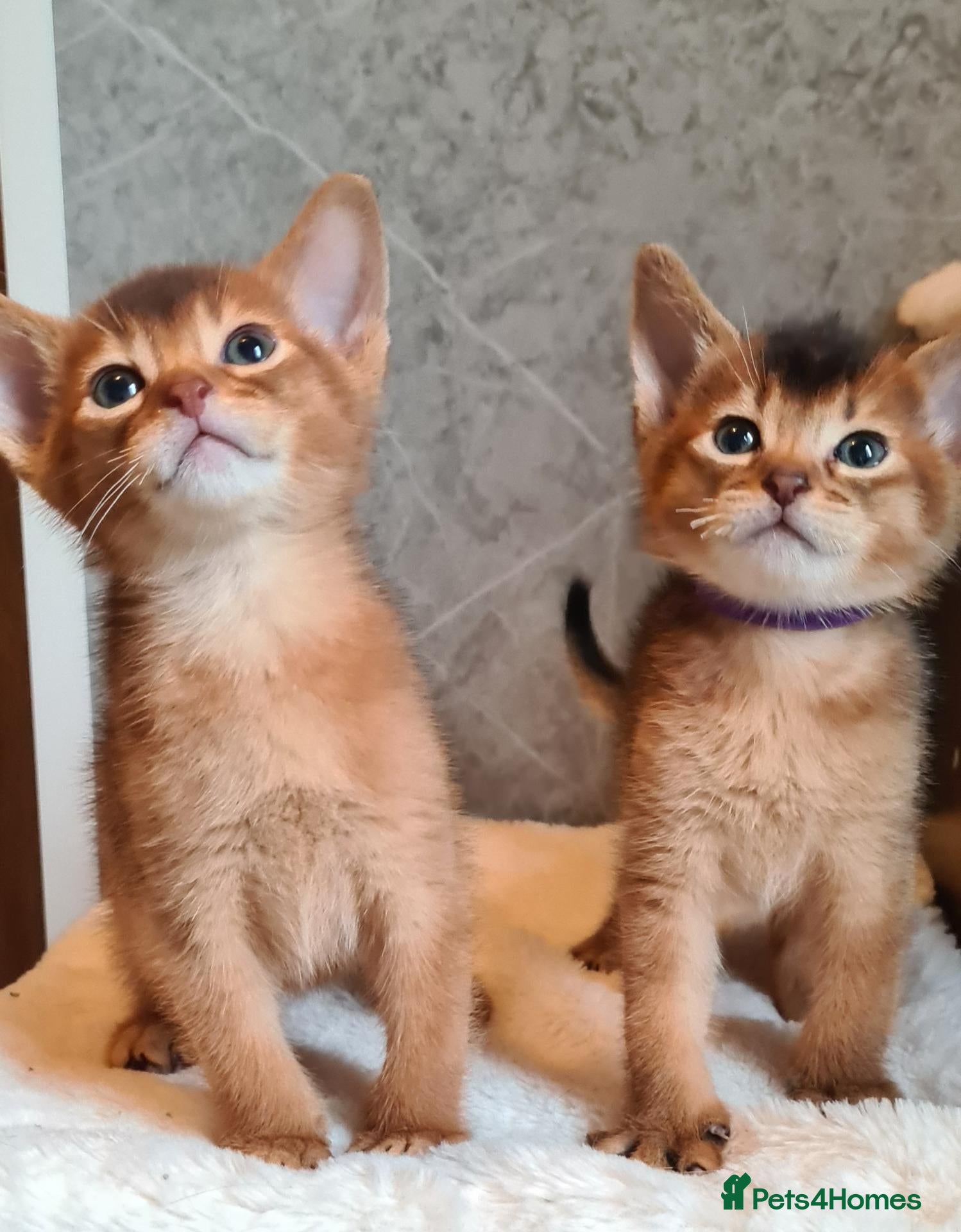 Abyssinian cats 4 Abysinnian registered boys - Advert 8