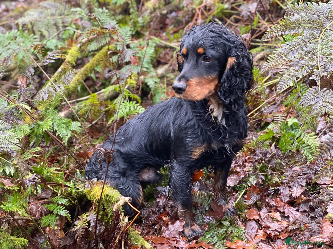 Cocker Spaniel dogs for stud: PROVEN,FULLY HEALTH TESTED Black&Tan Cocker Stud in Bristol - Advert 3
