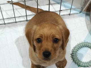 Mixed Breed dogs Red Miniature Dachshunds x WestiePoo - Advert 17