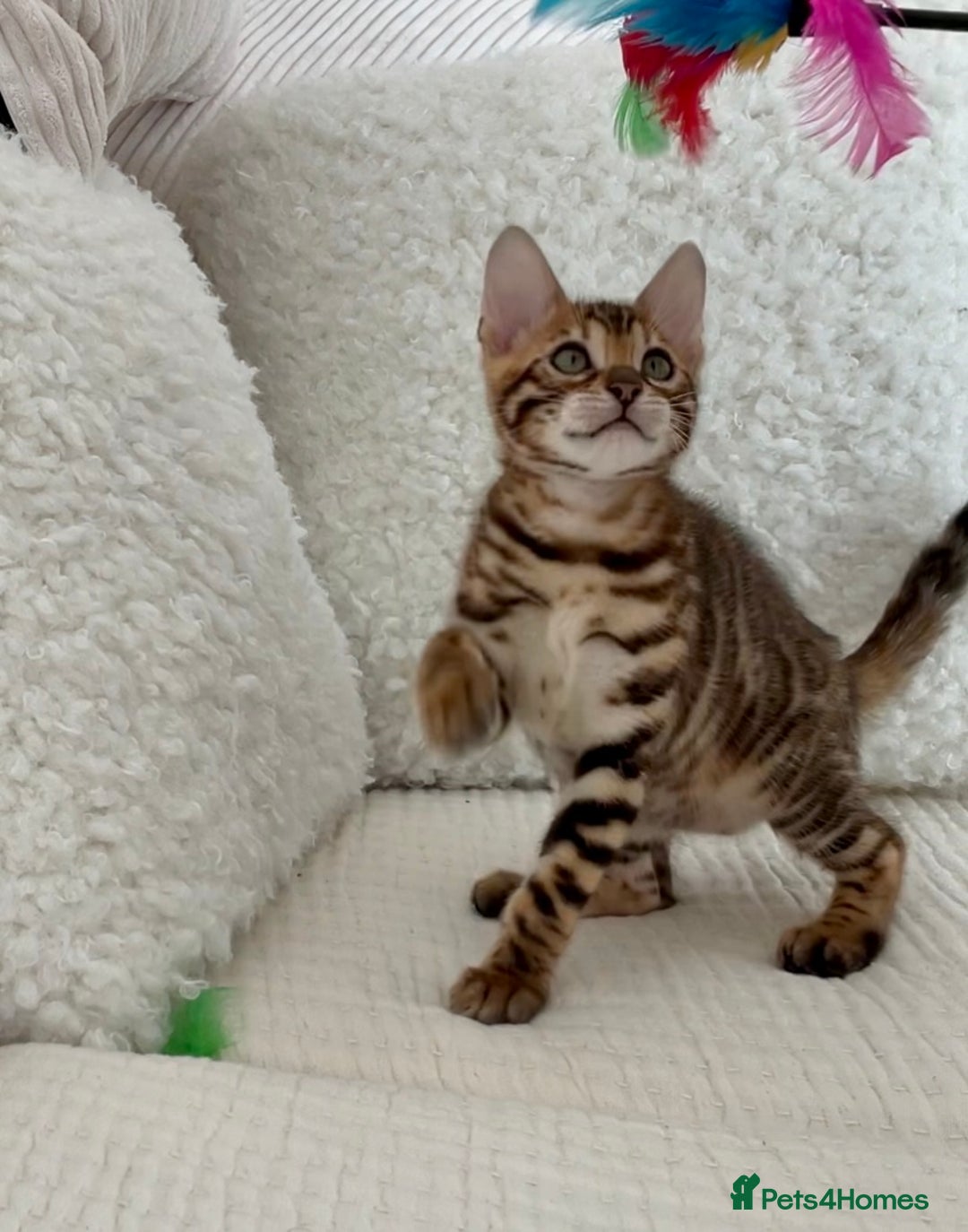 Bengal cats for sale: 🔥🏆Striking Rossetted Tica Pedigree Leapords🏆🔥 - Advert 14