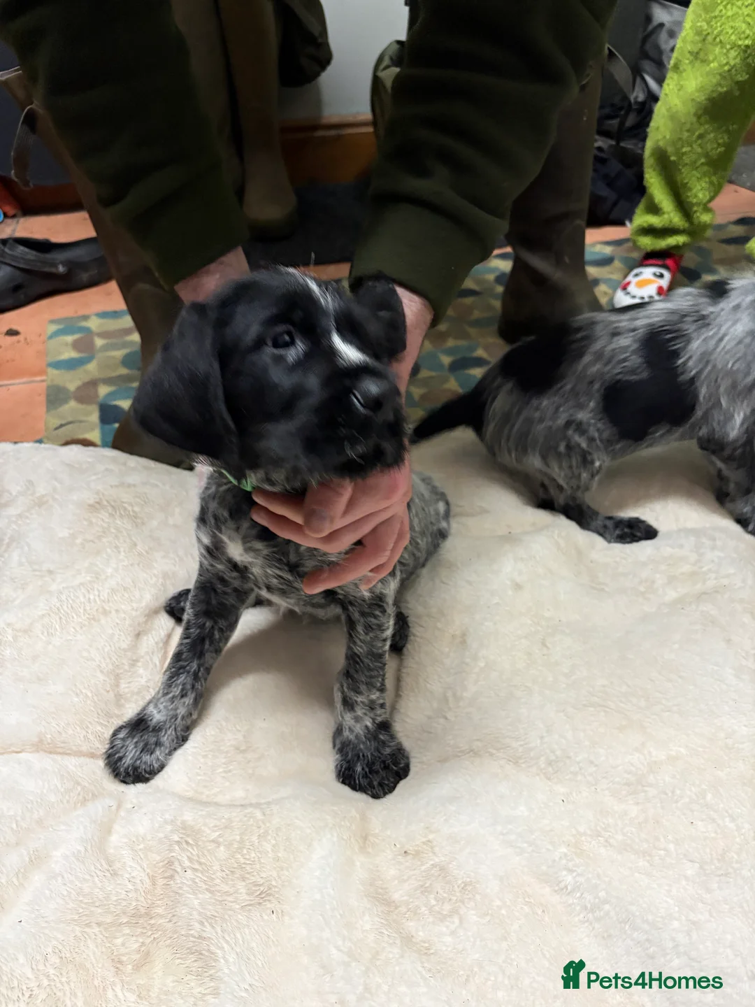 German Wirehaired Pointer dogs for sale: German wiredhaired pointer pups  - Advert 11