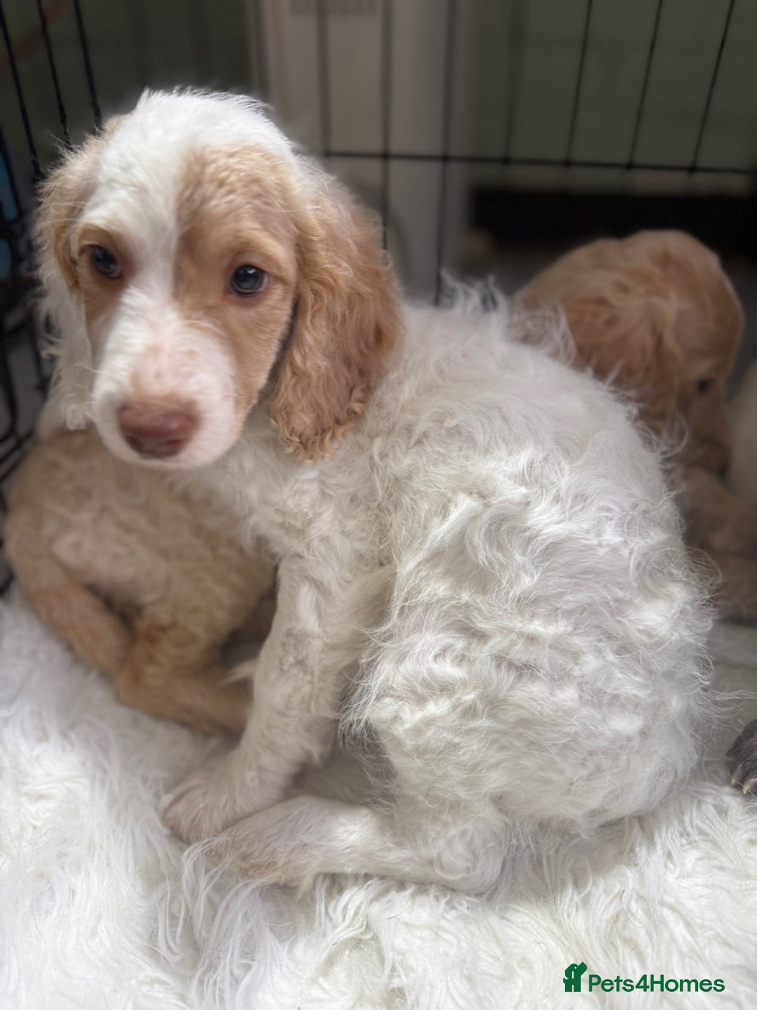 Cockapoo dogs for sale: F1b Cockapoo puppies - Advert 17