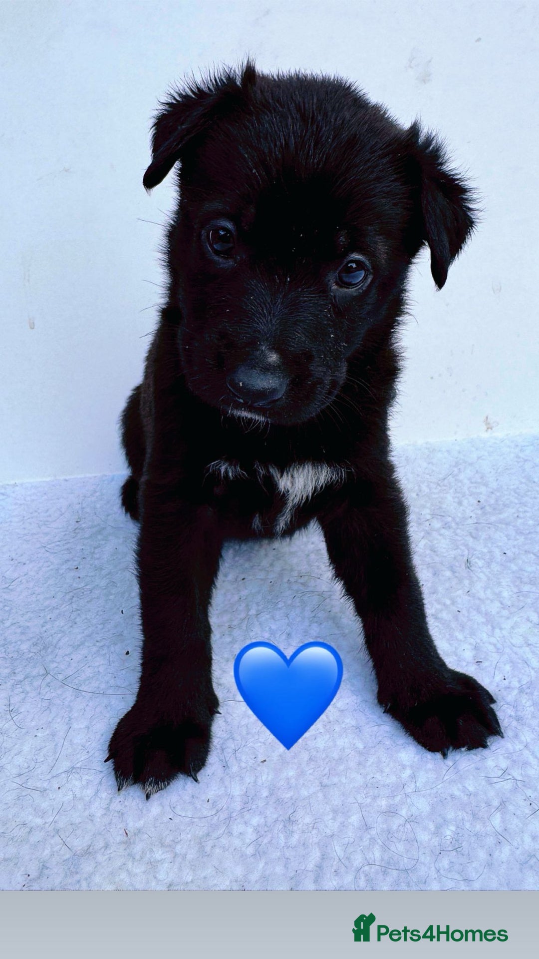 German Shepherd dogs for sale: Black Working Line German Shepherd Puppies - Image 10