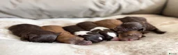 Bordoodle dogs for sale: OUTSTANDING *SABLE / TRI* BORDOODLES - Advert 4