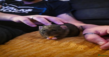 Rat rodents - Advert 7